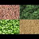 How Can Vegetarians Get Enough Protein?