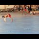 MENS ARTISTIC GYMNASTICS CLUSTER 1 FLOOR EXERCISE (INARADO ES)