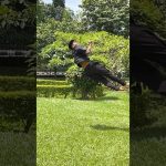 Easy or hard ? #phonk #beats #music #flip #tricking #gymnastics #kannada