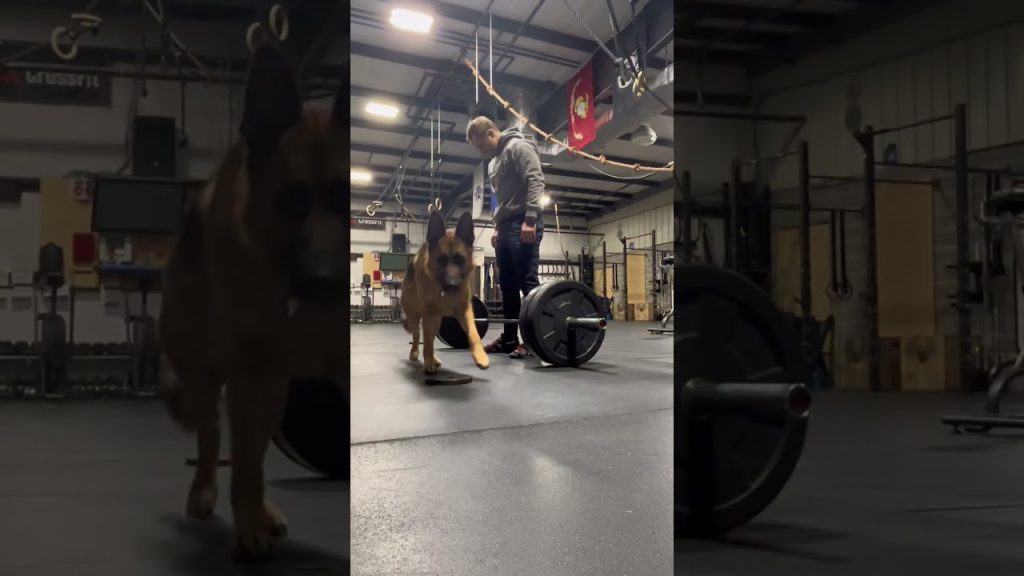 Full Video Is Up! Check It Out! #germanshepherd #gsdnation #fitness #coffee #crossfit #hyrox